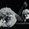 Emu B10 - Ideas for those odd ounces - Image 9