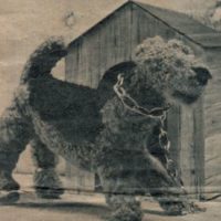 Every dog has its day - Airedale