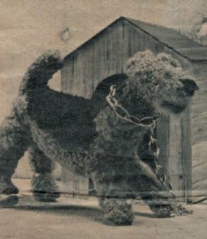 Every dog has its day - Airedale